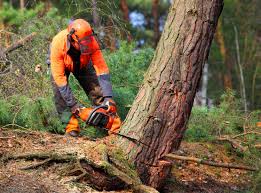 Best Tree Risk Assessment  in Fort Myers Shores, FL